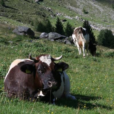 Laviadelgleno9