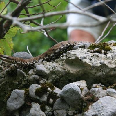 Vipera2