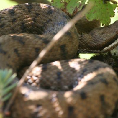 Vipera3
